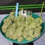 Насіння конопель APRICOT Auto від Fast Buds